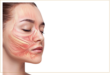 肌理論〜筋肉理論。